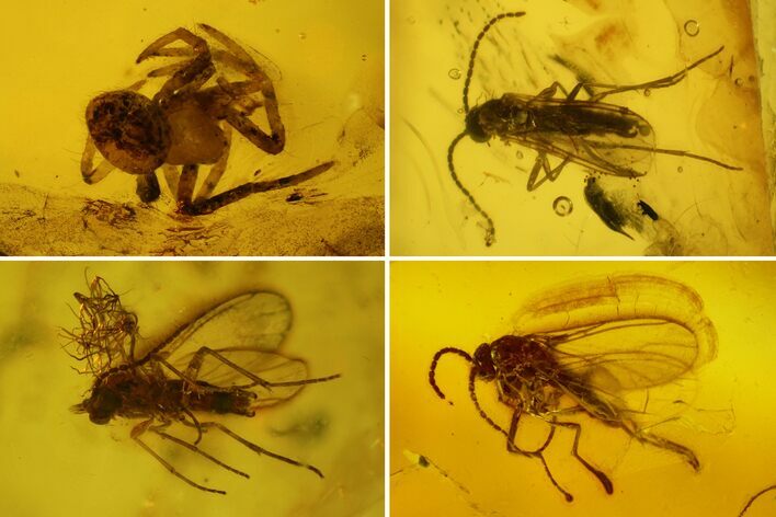 Several Fossil Flies (Diptera) and a Spider (Araneae) In Baltic Amber #139036